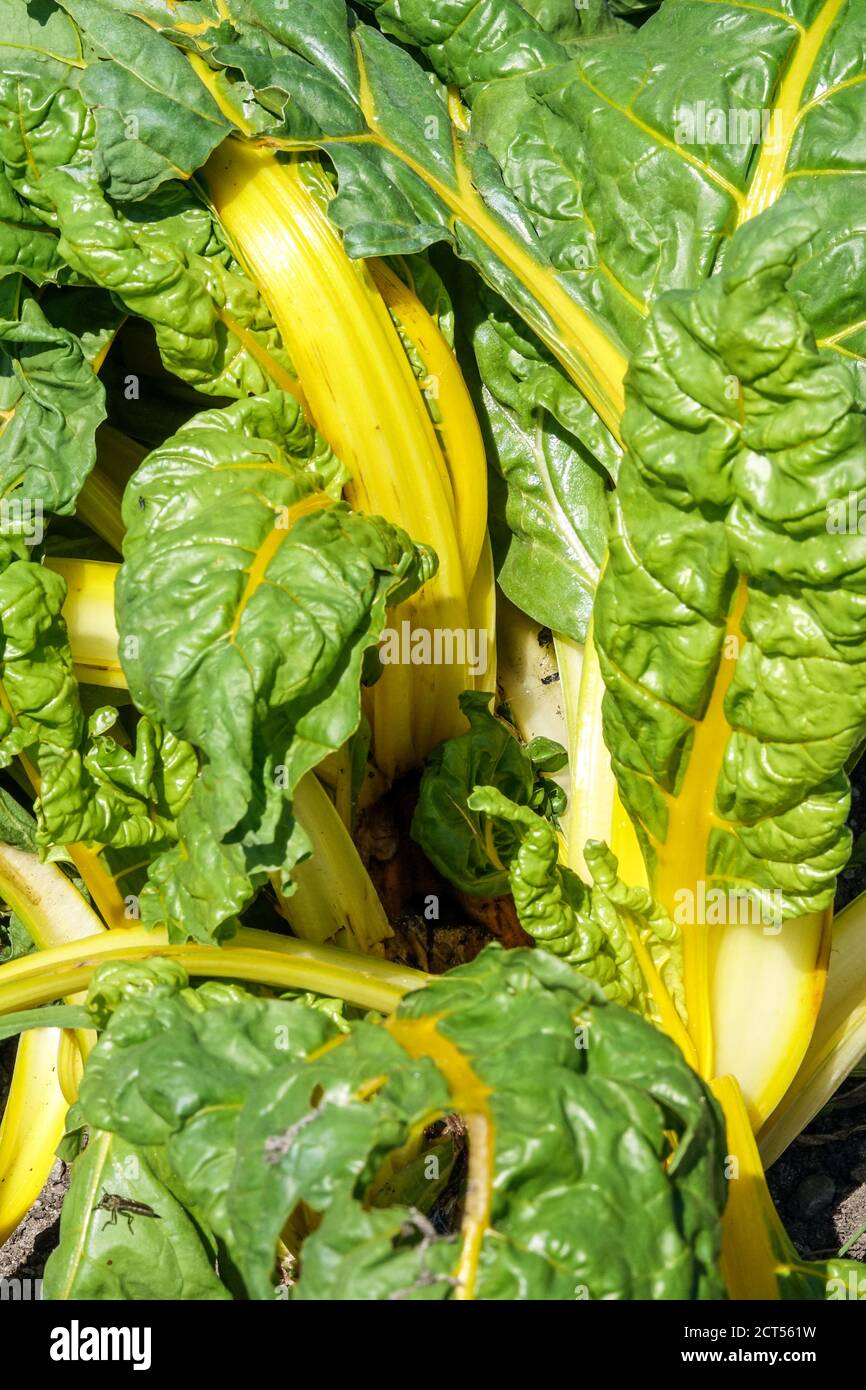 Swiss Chard "Bright Lights" Foto Stock