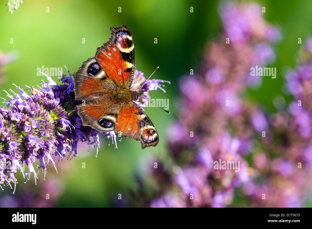 Farfalla di pavone su fiore Inachis io seduta su Agastache Black Sommatore Foto Stock
