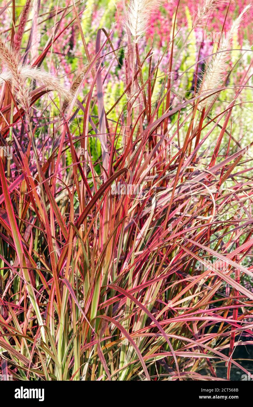 Fontana Grass Pennisetum setaceum 'Fuochi d'artificio' Foto Stock