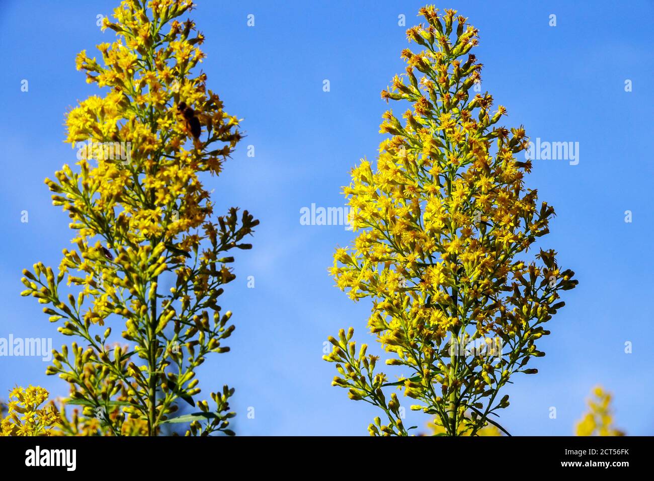 Solidago speciale Ridigiscola fiori gialli cielo blu Foto Stock