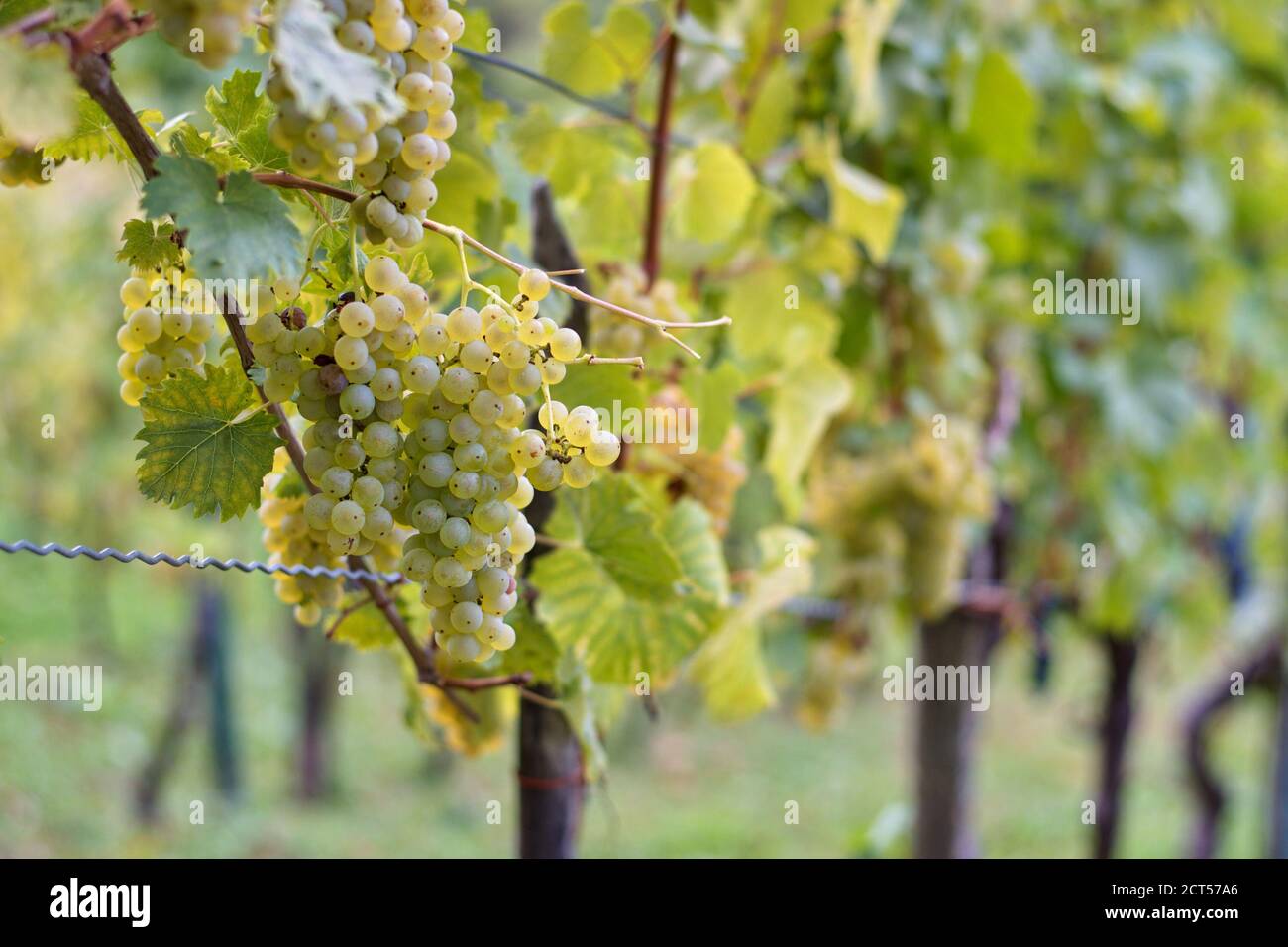 Mazzo di uve nella vendemmia autunnale Foto Stock