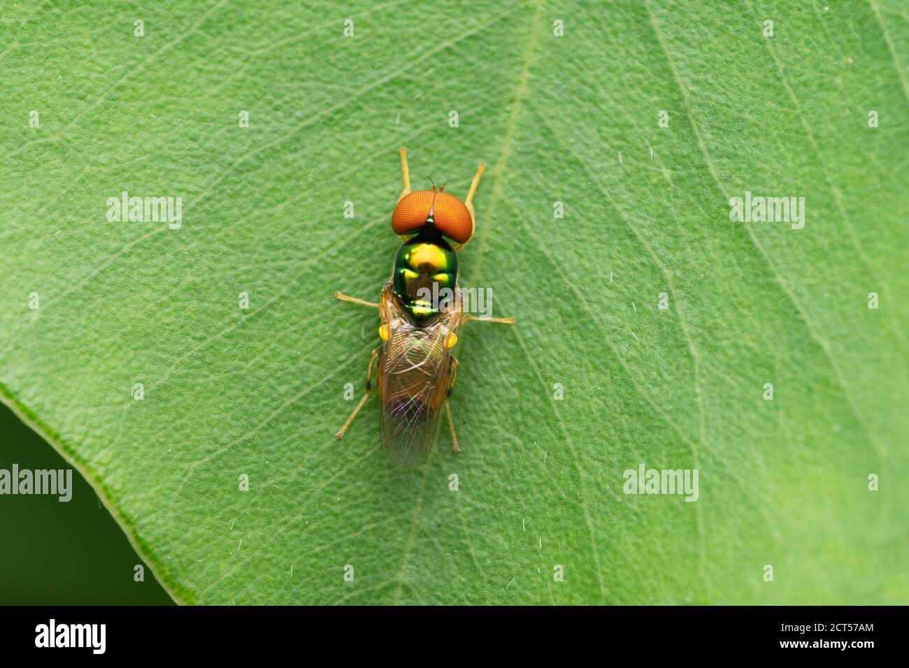 Mosca soldato metallizzato, polita Microchrysa, Satara, Maharashtra, India Foto Stock
