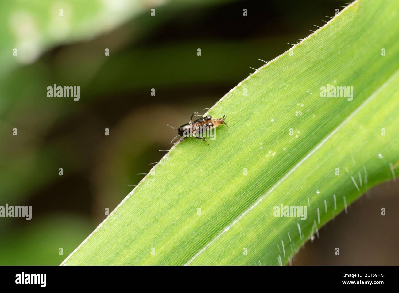Cricket di talpa pigmy, Xya japonica, Satara, Maharashtra, India Foto Stock