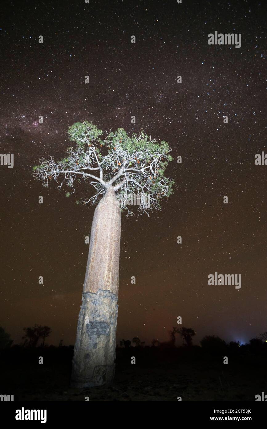 Albero di Baobab sotto le stelle di notte nella foresta spinosa, Ifaty, Madagascar Sud-Ovest, Africa Foto Stock