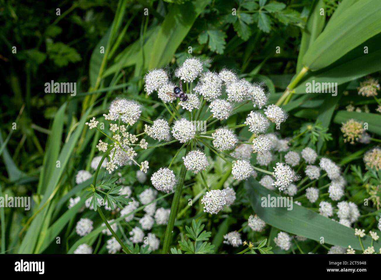 Un'ape di miniera di ceneri, Andrena cineraria, che si nuota sui fiori di acqua di Hemlock Dropwort, Oenantthe croccata Foto Stock