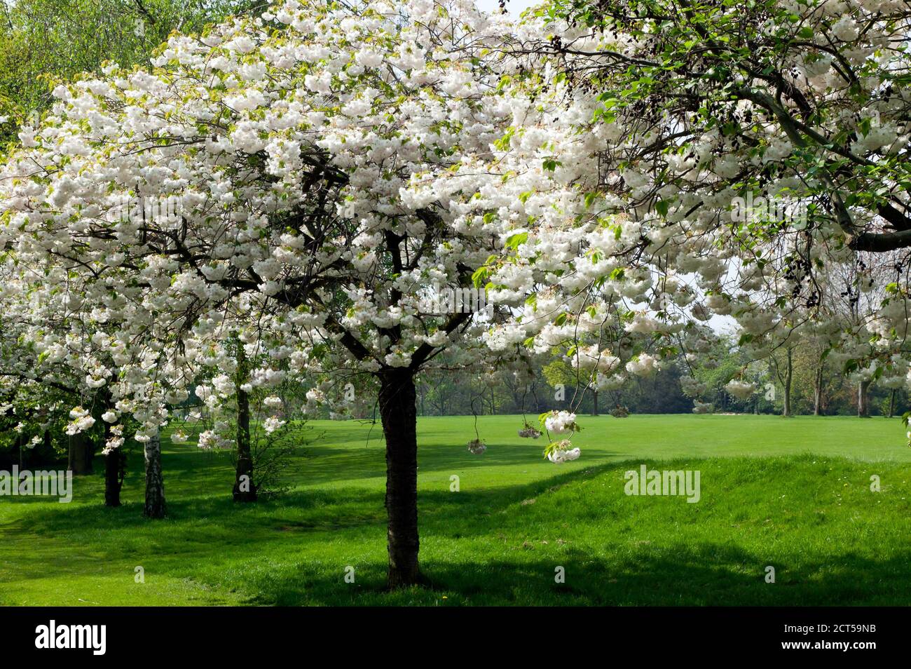 Tempo di fioritura dei ciliegi nel Beckenham Place Park: Primavera 2009 Foto Stock