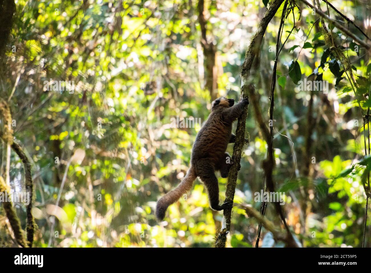 Golden Bamboo Lemur (Hapalemur aureus), Parco Nazionale di Ranomafana, Haute Matsiatra Regione, Madagascar Foto Stock