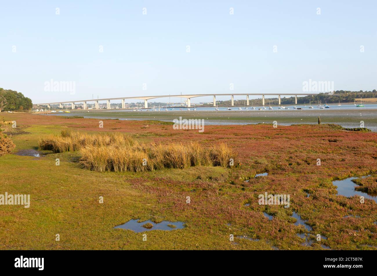 La vegetazione delle paludi saline sul fango prospicente ha vista della bassa marea del fiume e del ponte di Orwell, Ipswich, Suffolk, Inghilterra, Regno Unito Foto Stock