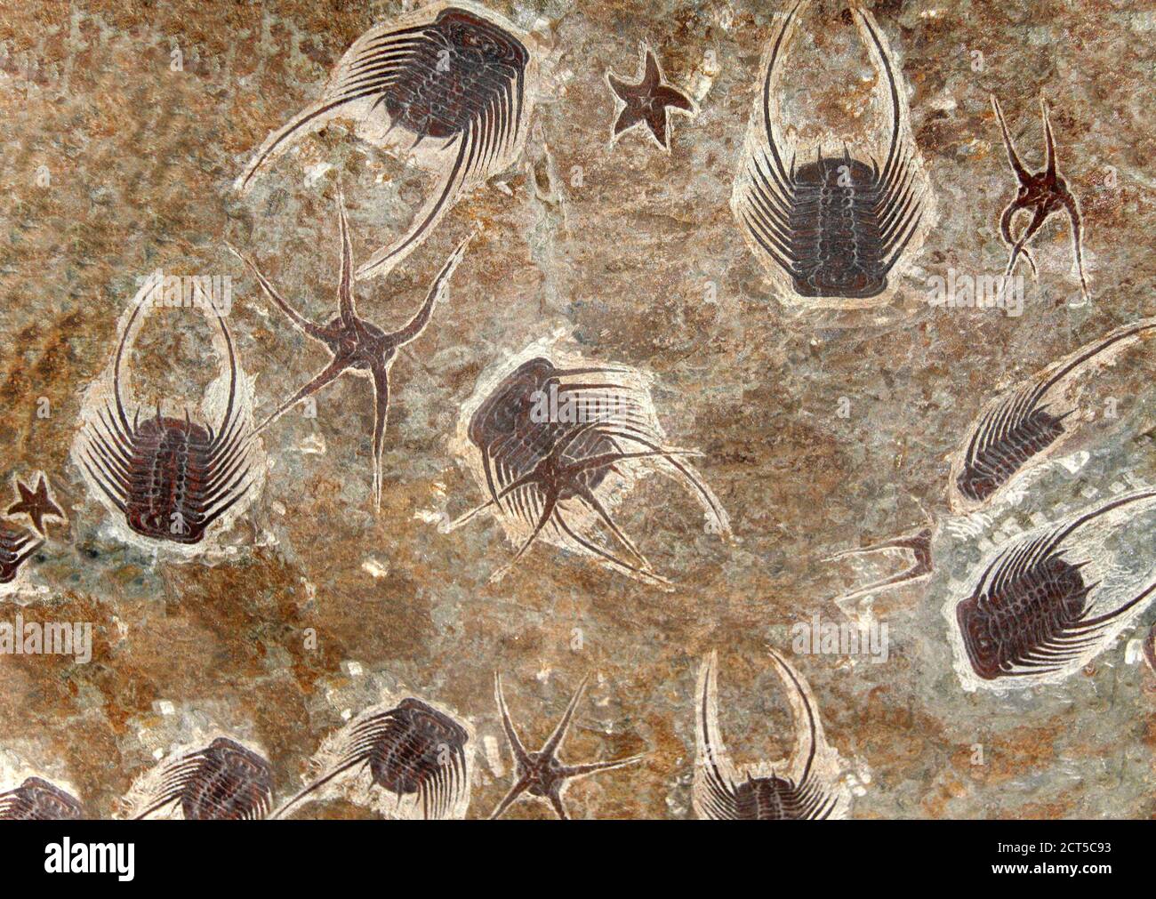 Pietrificato starfishes fossili e trilobiti in pietra Foto Stock