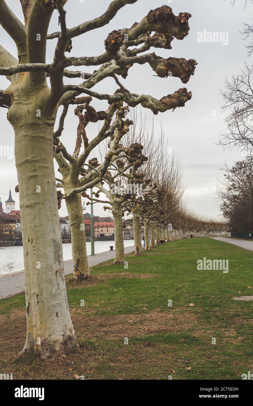 Wurzburg/Germany-3/1/19: Linea di alberi sulla passeggiata Leonhard-Frank lungo il fiume meno a Wurzburg, Germania, nello stato della Baviera. La città è mattina Foto Stock