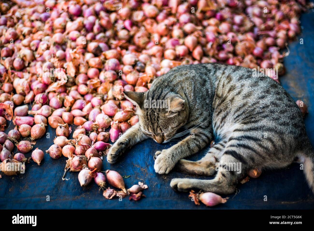 Igiene non igienica, cattiva igiene alimentare con un gatto che dorme in un mucchio di cipolle in un ristorante a Yangon (Rangoon), Myanmar (Birmania) Foto Stock