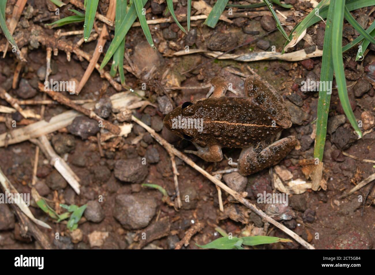 Rana di cricket, Minervarya syhadrensis, Satara, Maharashtra, India Foto Stock
