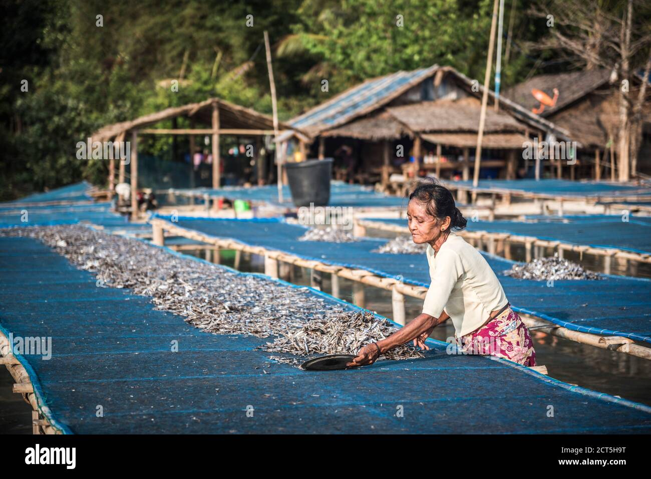 Essiccare il pesce al sole al Villaggio dei pescatori di Tizit, Penisola di Dawei, Regione Tanintharyi, Myanmar (Birmania) Foto Stock