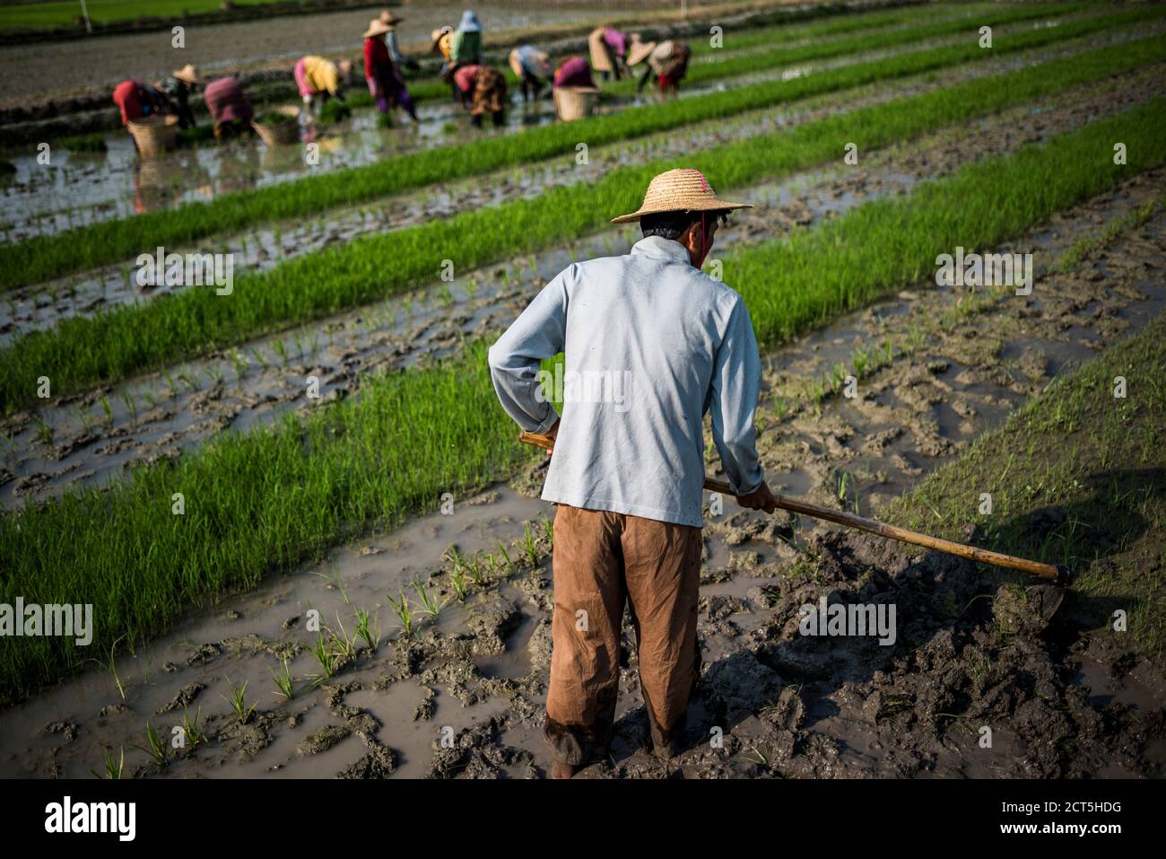 Allevatori di risaie, lago Inle, Stato Shan, Myanmar (Birmania) Foto Stock