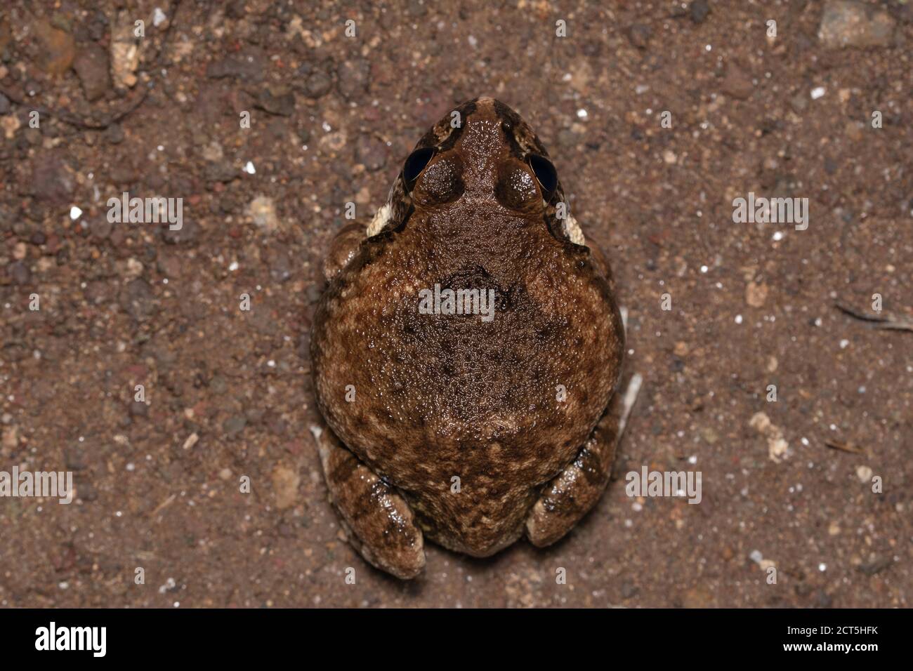 Vista dorsale della rana Burrowing indiana, Sphaerotheca dobsonii, Satara, Maharashtra, India. Rana di Mangalore, rana di Dobson Foto Stock