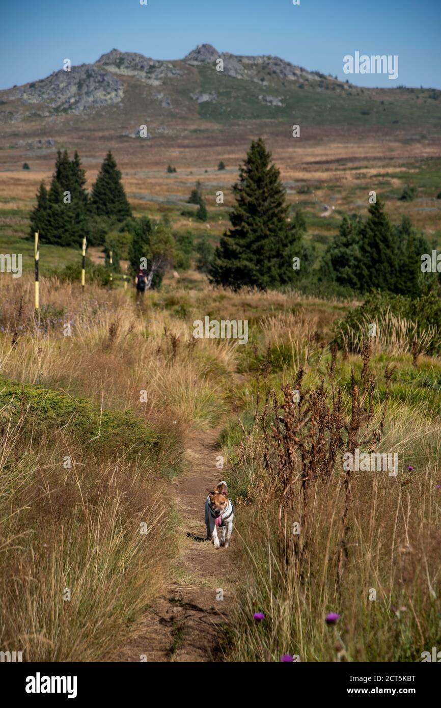 Un jack Russell terrier che corre su un sentiero di un sentiero escursionistico in Bulgaria. Foto Stock