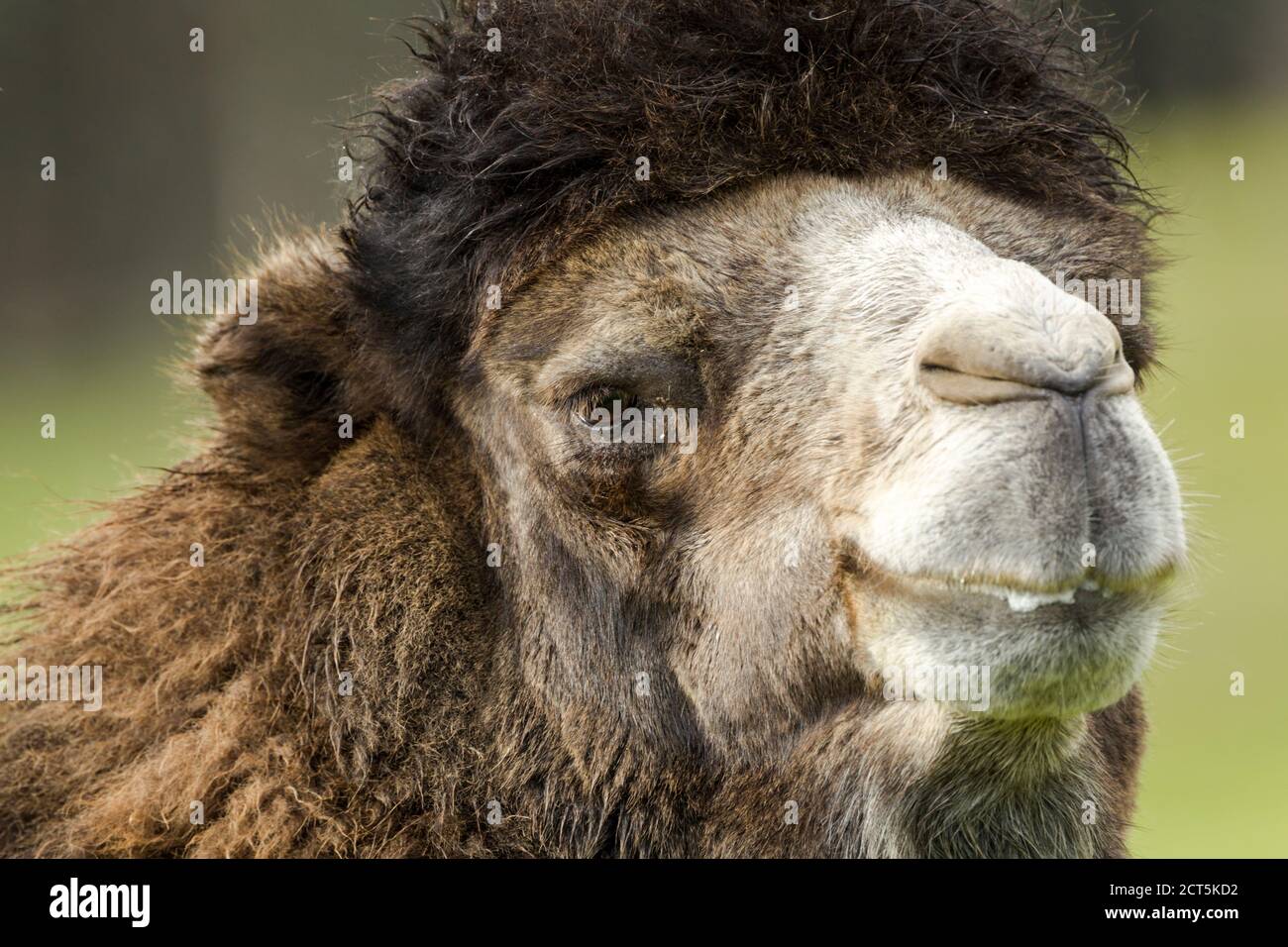 Cammello Bactriano (Camelus bactrianus) vista ravvicinata della testa e del viso. Campione prigioniero. Foto Stock