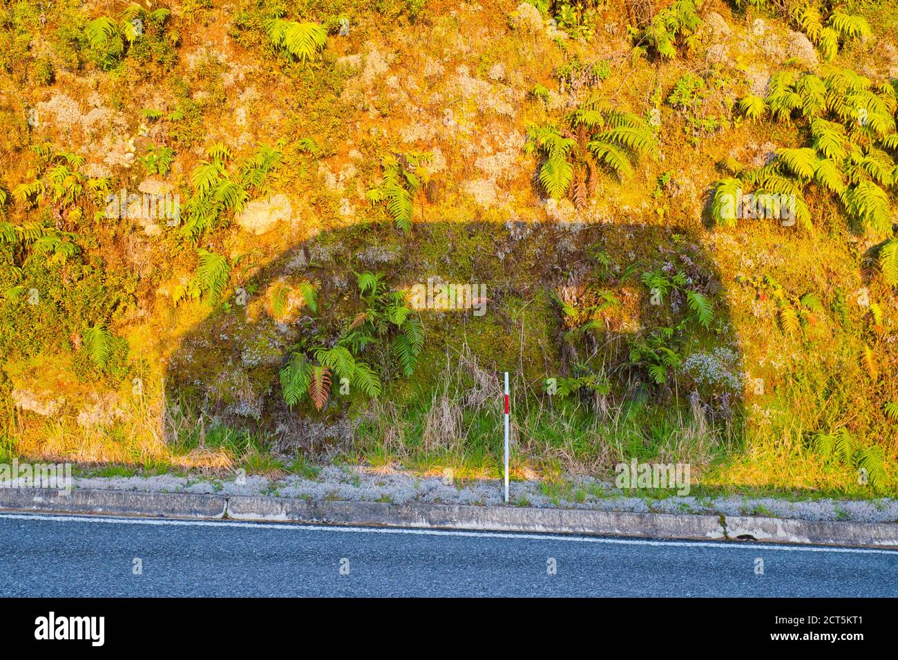 Campervan Shadow, Westland National Park, South Island, Nuova Zelanda Foto Stock