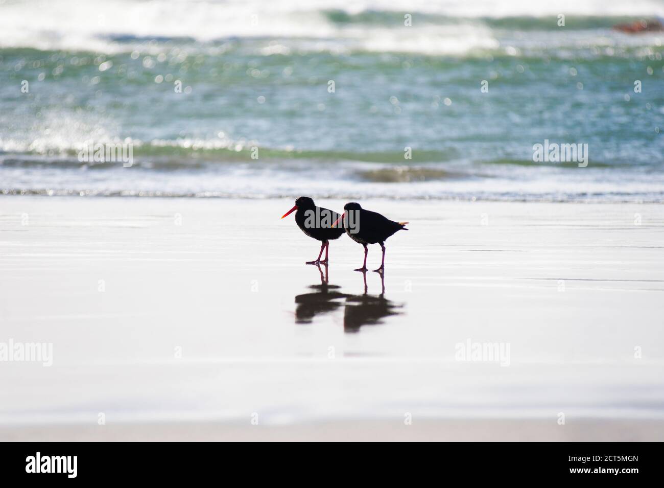 Coppia di due Oystercatchers a Wharariki Beach, Golden Bay, South Island, Nuova Zelanda Foto Stock