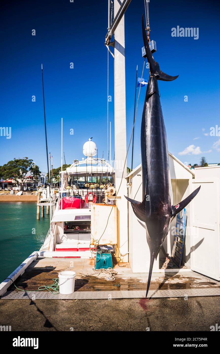 Big Marlin catturato dalla barca di pesca a Russell, Bay of Islands, Northland Region, North Island, New Zealand Foto Stock