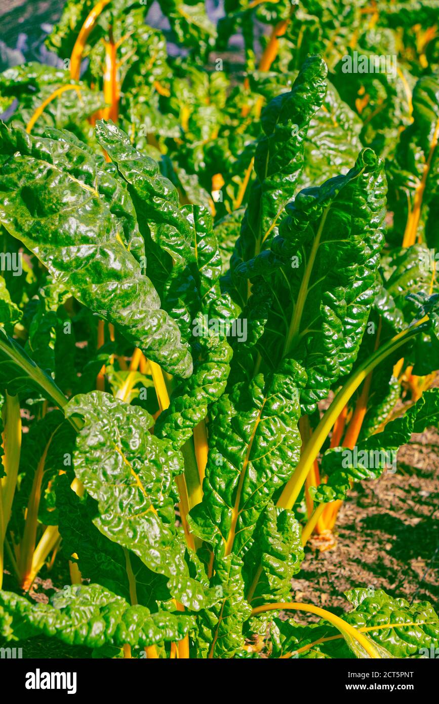 Verdure da bietole gialle, che crescono in un giardino di campagna inglese nel Bedfordshire, Regno Unito Foto Stock