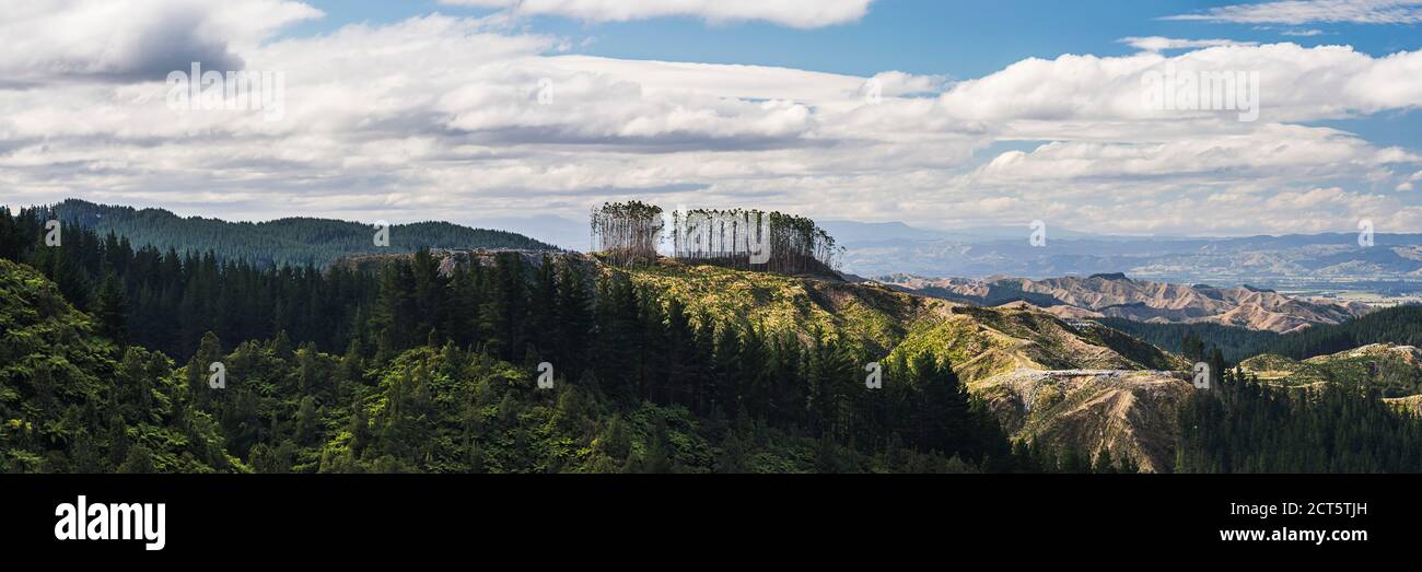 Deforestazione di un paesaggio forestale, Gisborne Regione, Isola del Nord, Nuova Zelanda Foto Stock