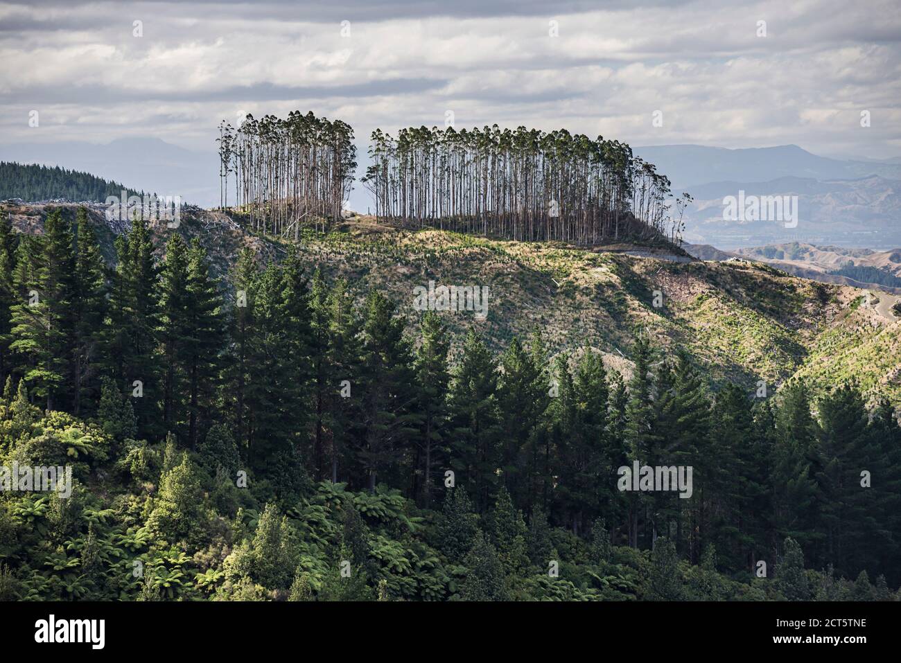 Deforestazione di un paesaggio forestale, Gisborne Regione, Isola del Nord, Nuova Zelanda Foto Stock