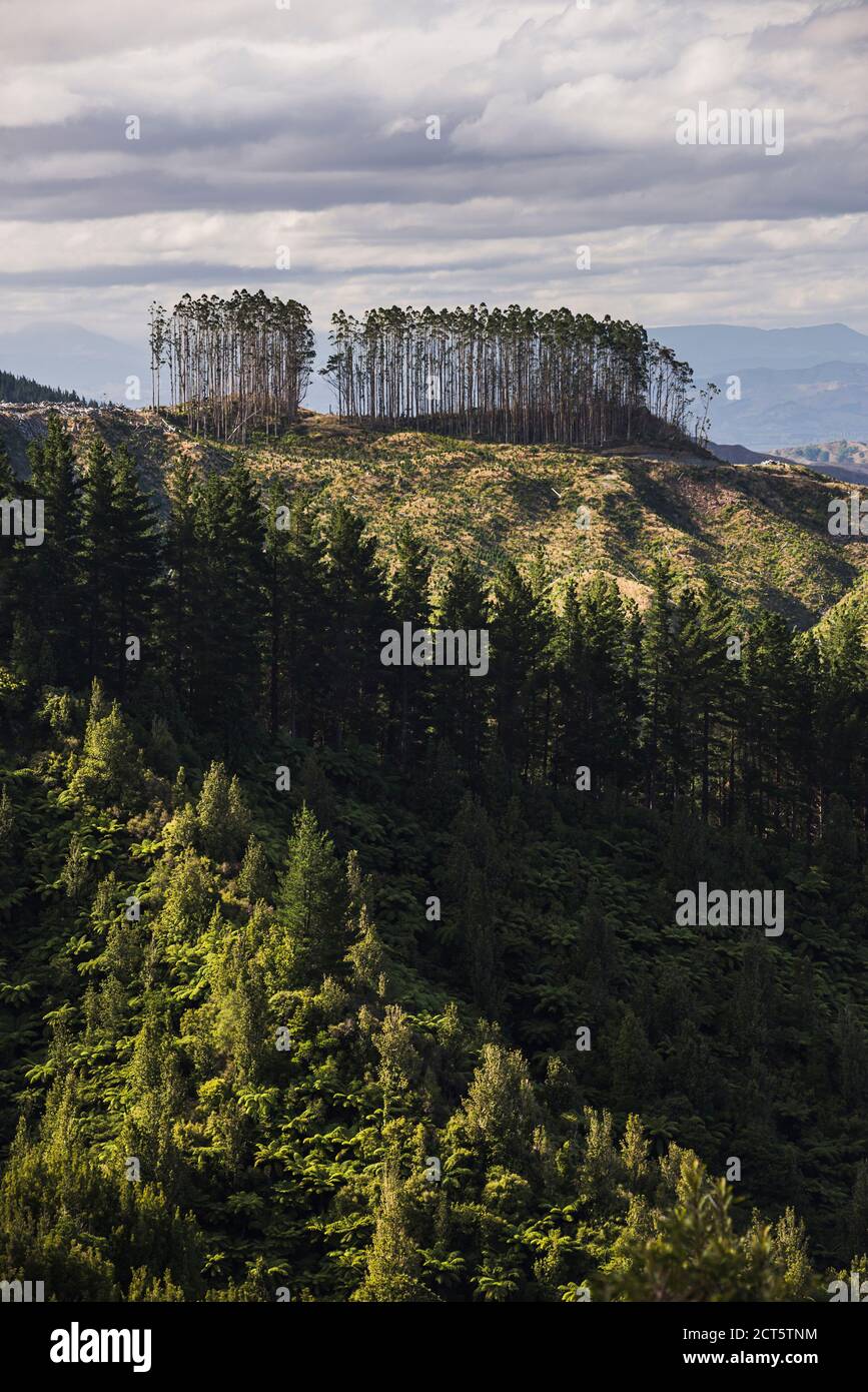Deforestazione della foresta e paesaggio montano, regione di Gisborne, Isola del Nord, Nuova Zelanda Foto Stock