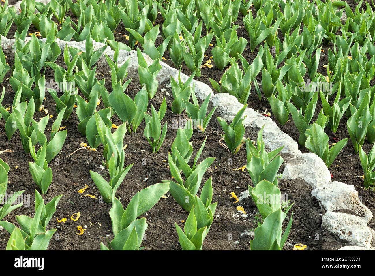 Fila di gambi di fiori di tulipano senza gemme con foglie cadute e messa a fuoco selettiva Foto Stock