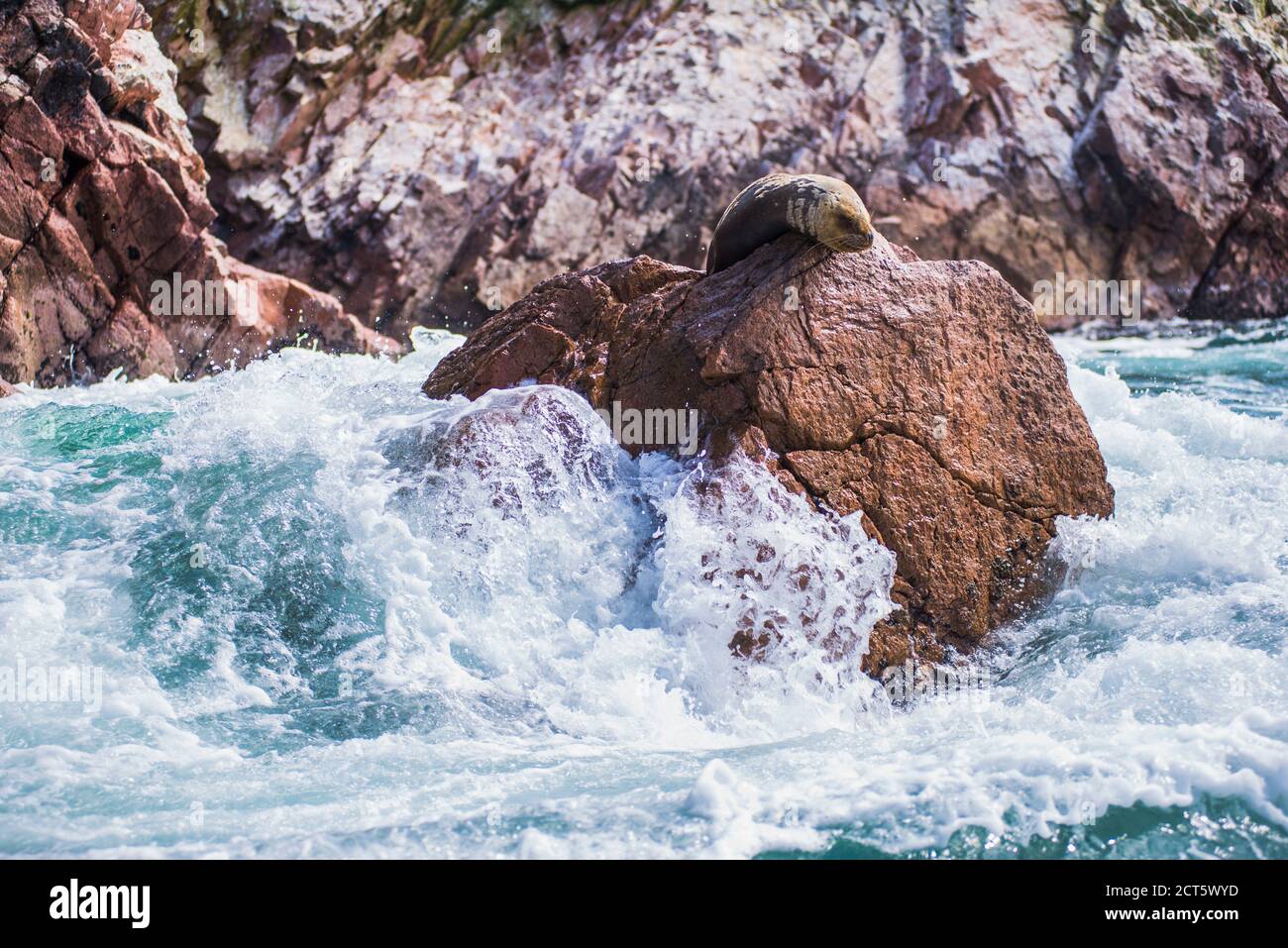 Foca sudamericana (Arctocephalus australis), Isole Ballestas (Isole Ballestas), Riserva Nazionale Paracas, Perù, Sud America Foto Stock