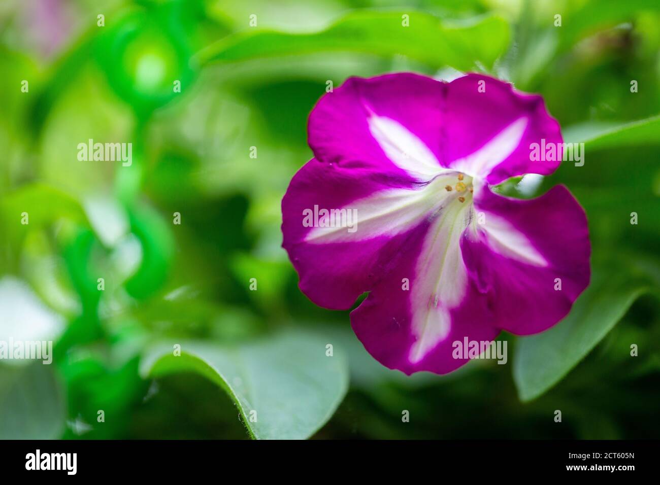 Fuoco selettivo di una piccola Petunia viola con bianco segni sulle lamine Foto Stock