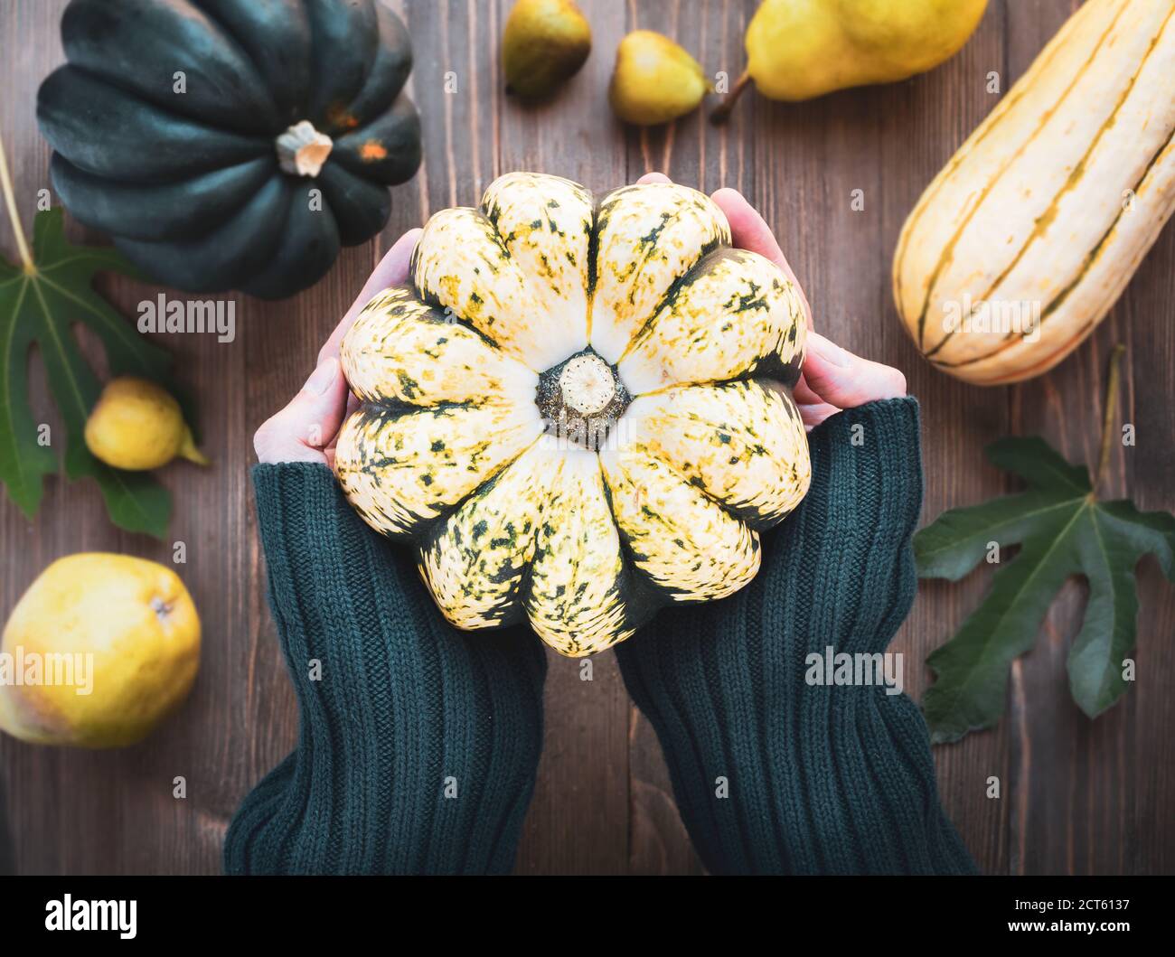 Le mani delle donne che tengono una zucca di acorno con altri frutti e verdure autunnali sullo sfondo. Foto Stock