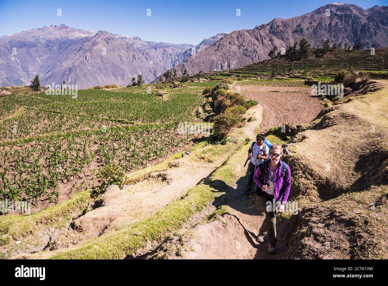 Escursioni nel Canyon del Colca attraverso le terrazze pre Inca e terreni agricoli a Cabanaconde, Perù, Sud America Foto Stock