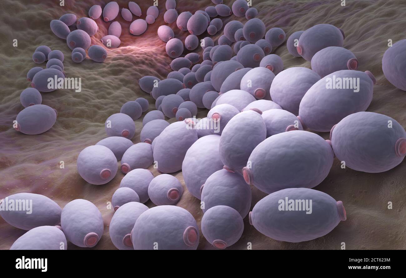 Candida albicans è un fungo diploid che cresce sia come lievito e cellule filamentose e un agente causale di opportunismo infezioni orali e genitali in Foto Stock Candida albicans è un fungo diploid che cresce sia come lievito e cellule filamentose e un agente causale di opportunismo infezioni orali e genitali in Foto Stock