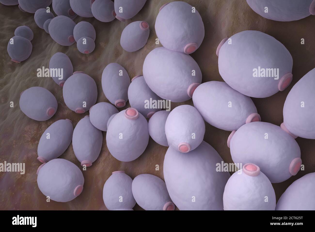 Candida albicans è un fungo diploid che cresce sia come lievito e cellule filamentose e un agente causale di opportunismo infezioni orali e genitali in Foto Stock Candida albicans è un fungo diploid che cresce sia come lievito e cellule filamentose e un agente causale di opportunismo infezioni orali e genitali in Foto Stock