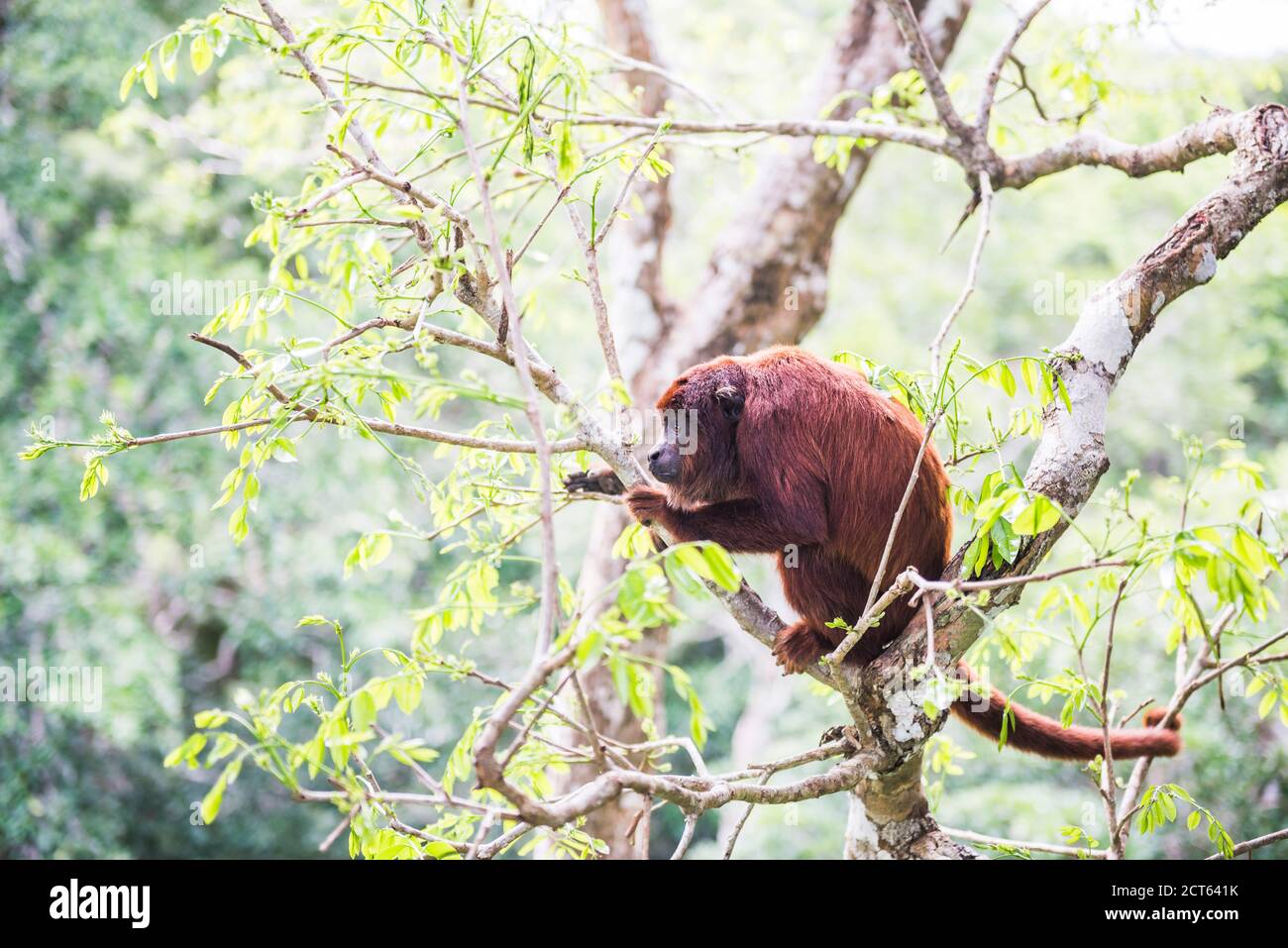 La scimmia di Red Howler (Alouatta Seniculus), la riserva nazionale di Tambopata, l'area della giungla amazzonica di Puerto Maldonado del Perù, America del Sud Foto Stock