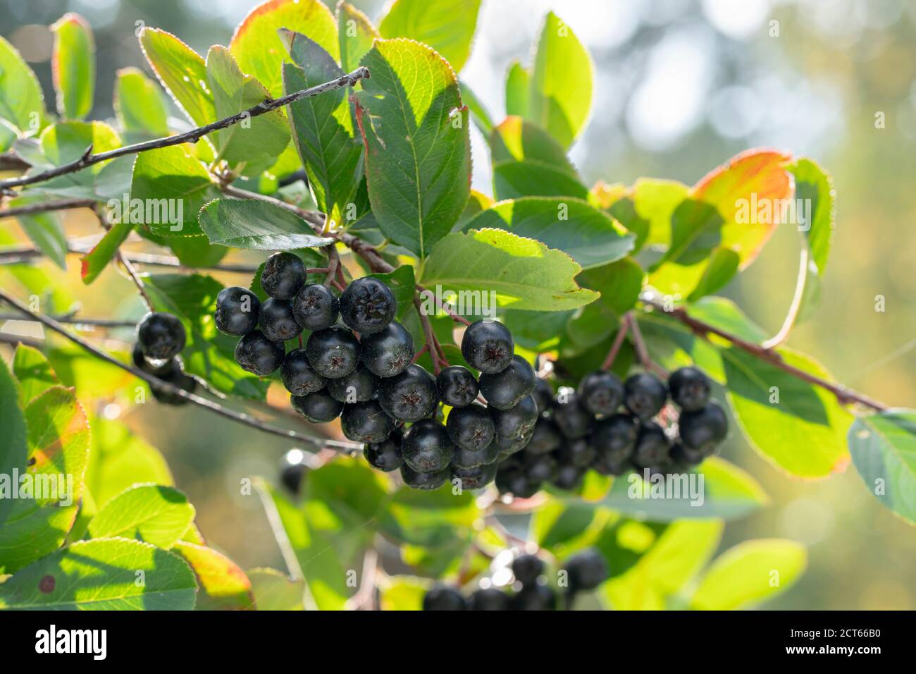 Mazzo di bacche di Yarga mature, su un ramo con fogliame, arbusto. Primo piano. Foto Stock