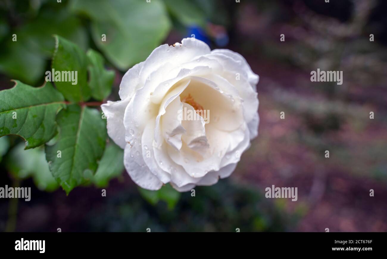 Fiori in fiore Foto Stock