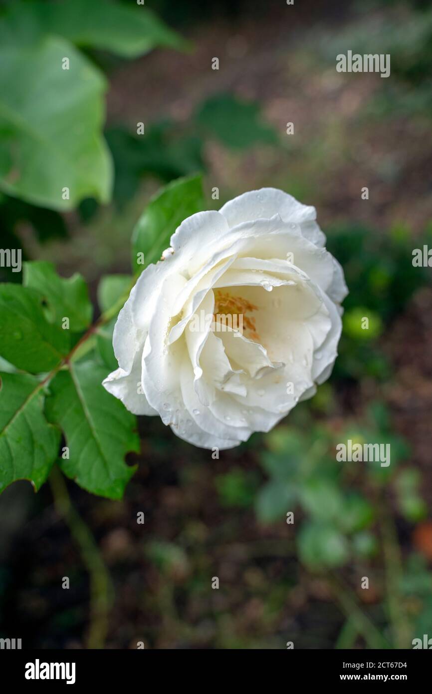 Fiori in fiore Foto Stock
