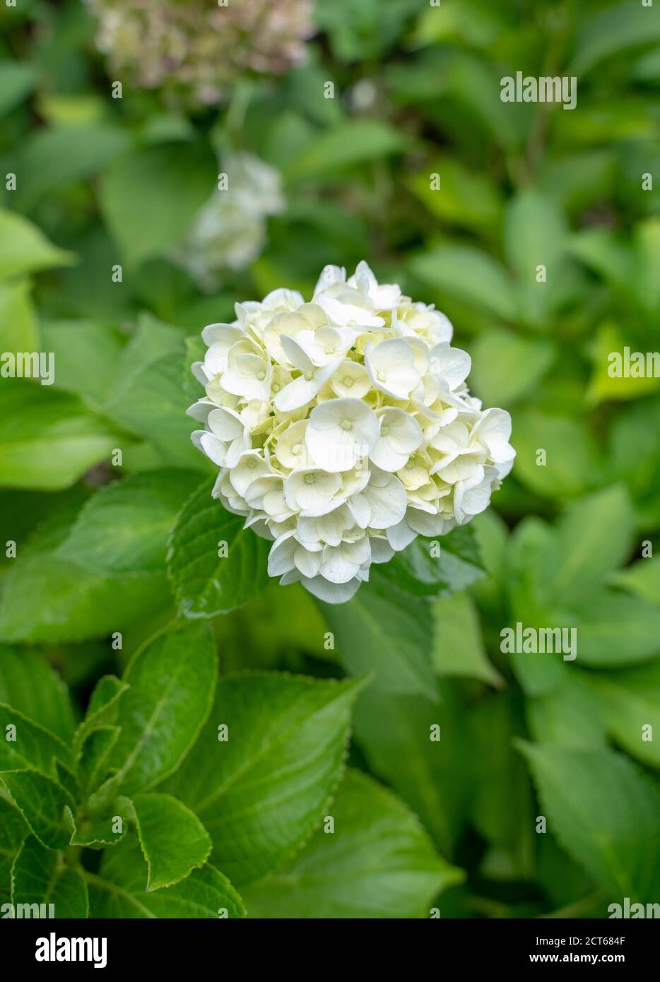 Fiori in fiore Foto Stock
