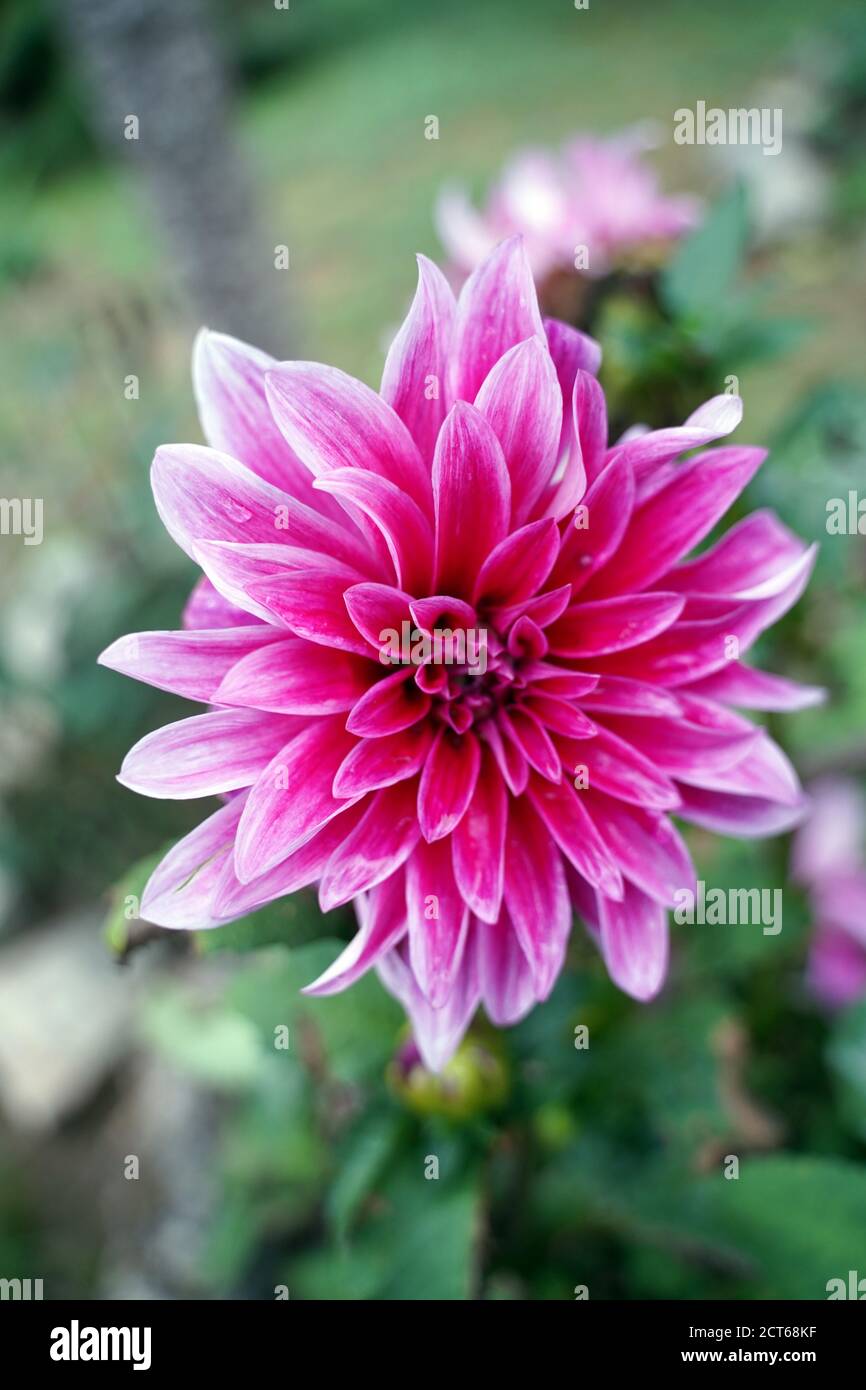 Fiori in fiore Foto Stock