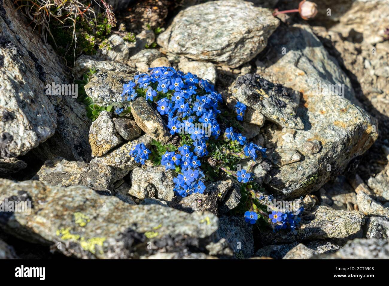 Himmelsherold (Eritrichium nanum) auf dem Munt pers, Oberengadin, Kanton Graubünden. Foto Stock