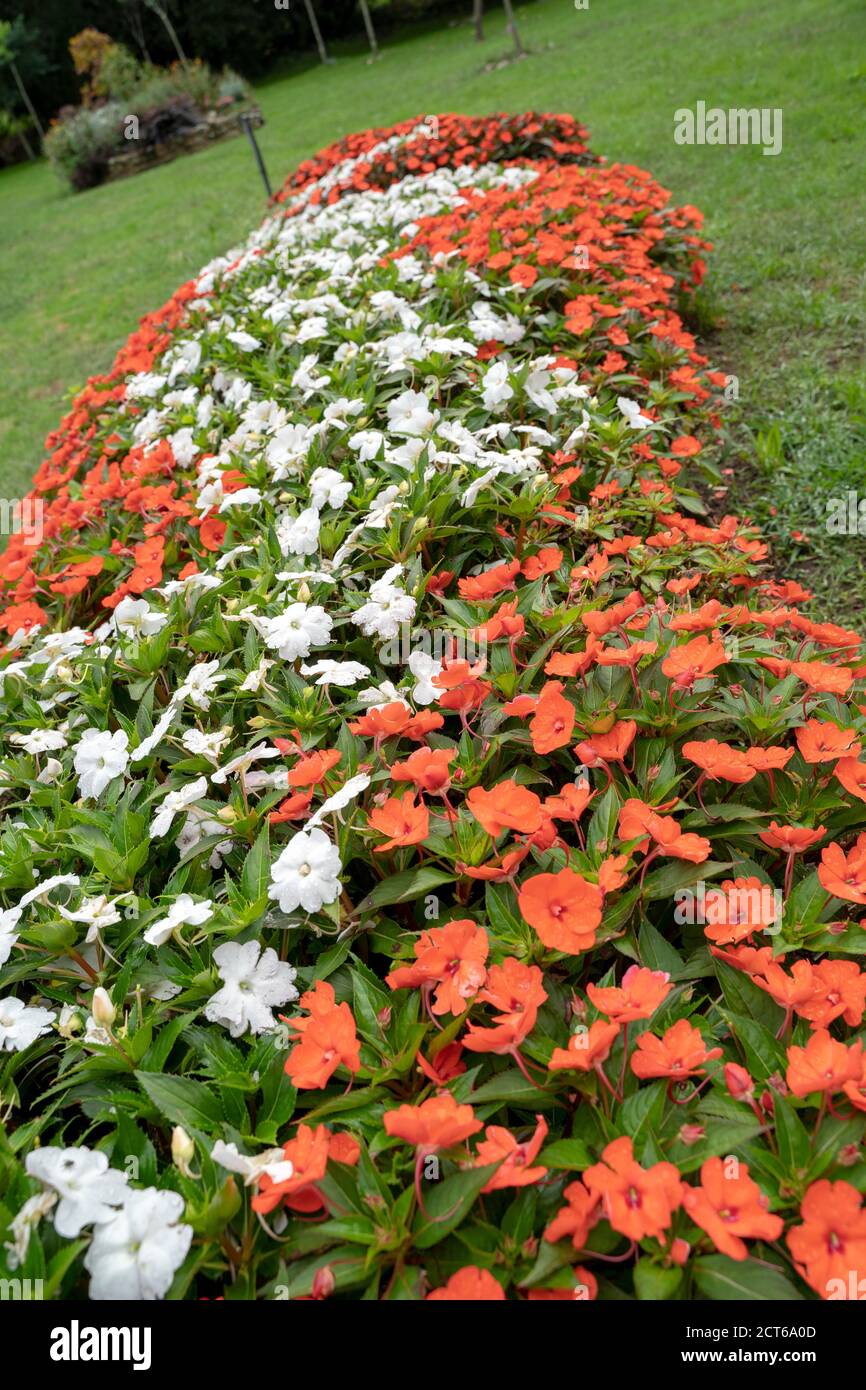 Fiori in fiore Foto Stock