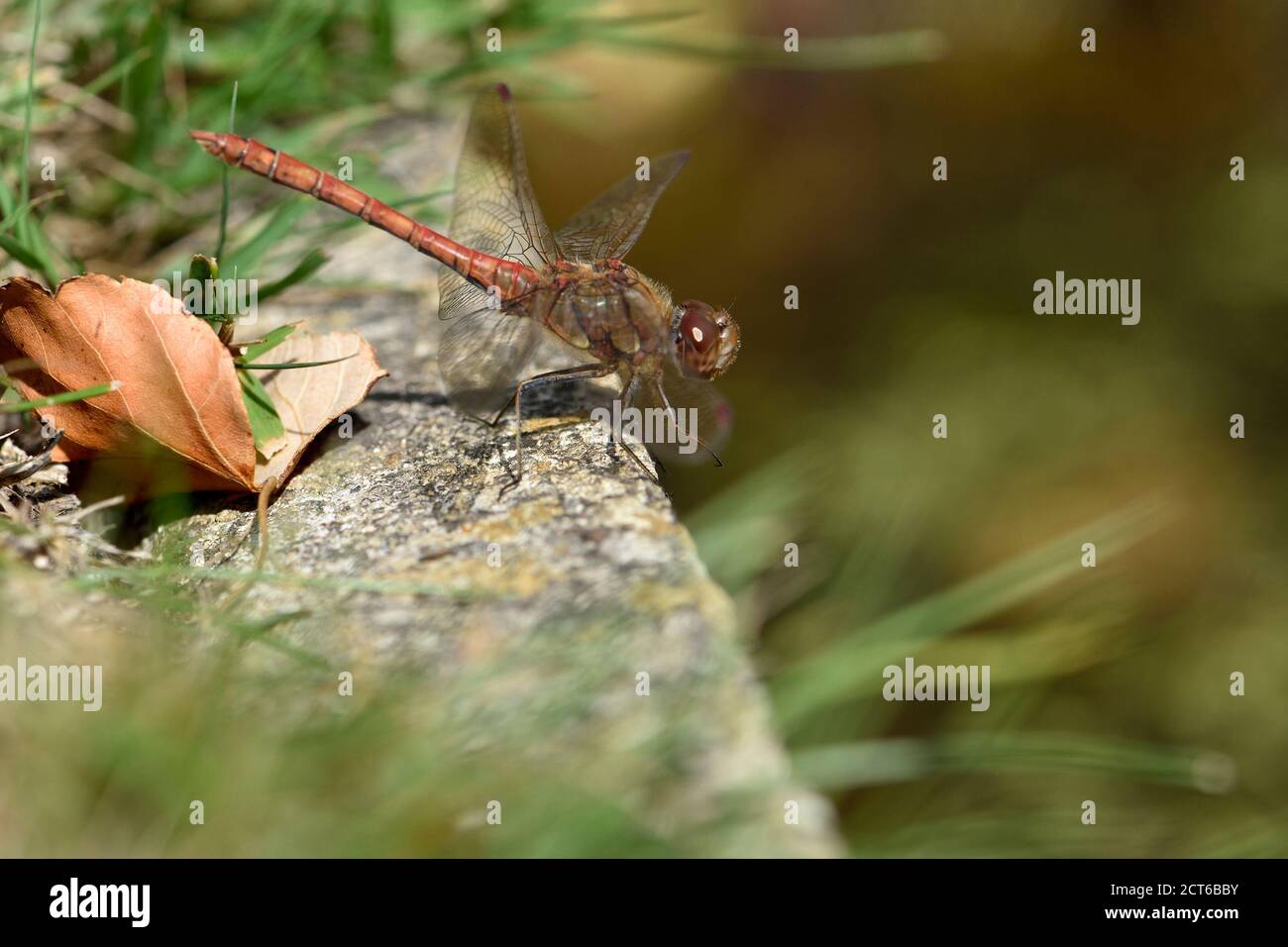 Dragonfly Darter comune (Sympetrum striolatum) seduta sul bordo di un laghetto giardino, Kent, Regno Unito. Settembre Foto Stock