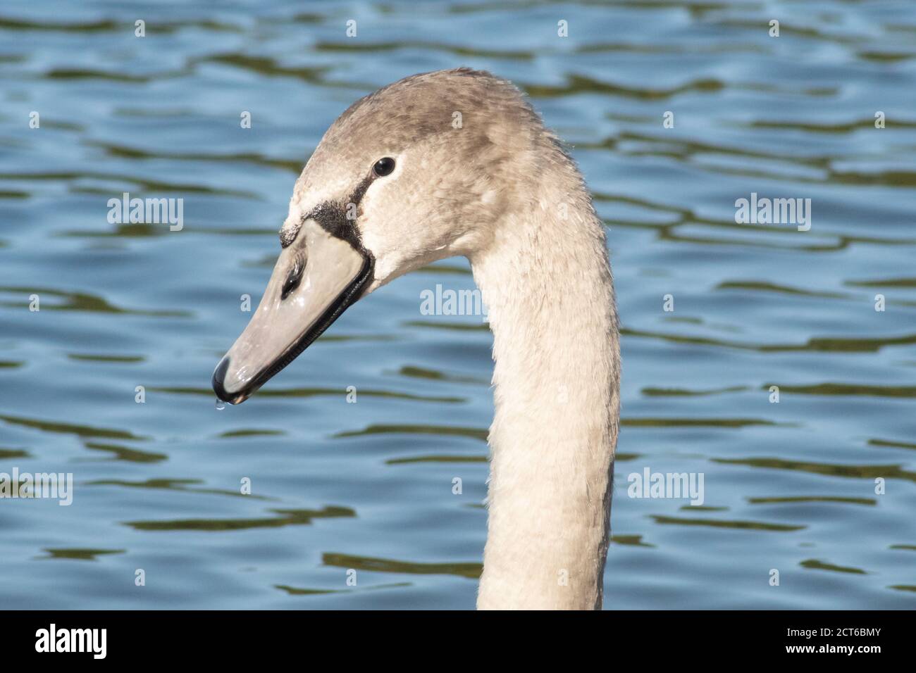 Bambino muto swan o cygnet in acqua. L'uccello è prevalentemente grigio ma sta iniziando a girare bianco. REGNO UNITO. Cygnus olor, waterfowl, anatidae Foto Stock