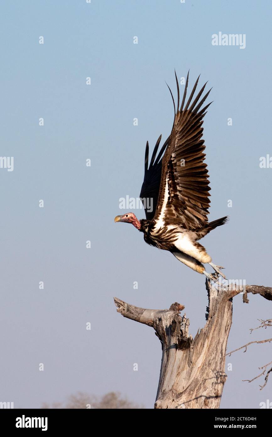 Un avvoltoio lappato, Torgos tracheliotos, si toglie da un albero morto, ali fuori, profilo laterale. Foto Stock