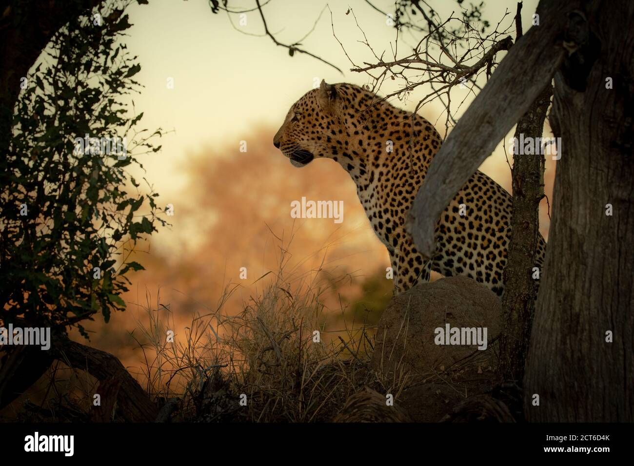 Un leopardo maschio, Panthera pardus, si siede, profilo laterale contro sfondo arancione. Foto Stock