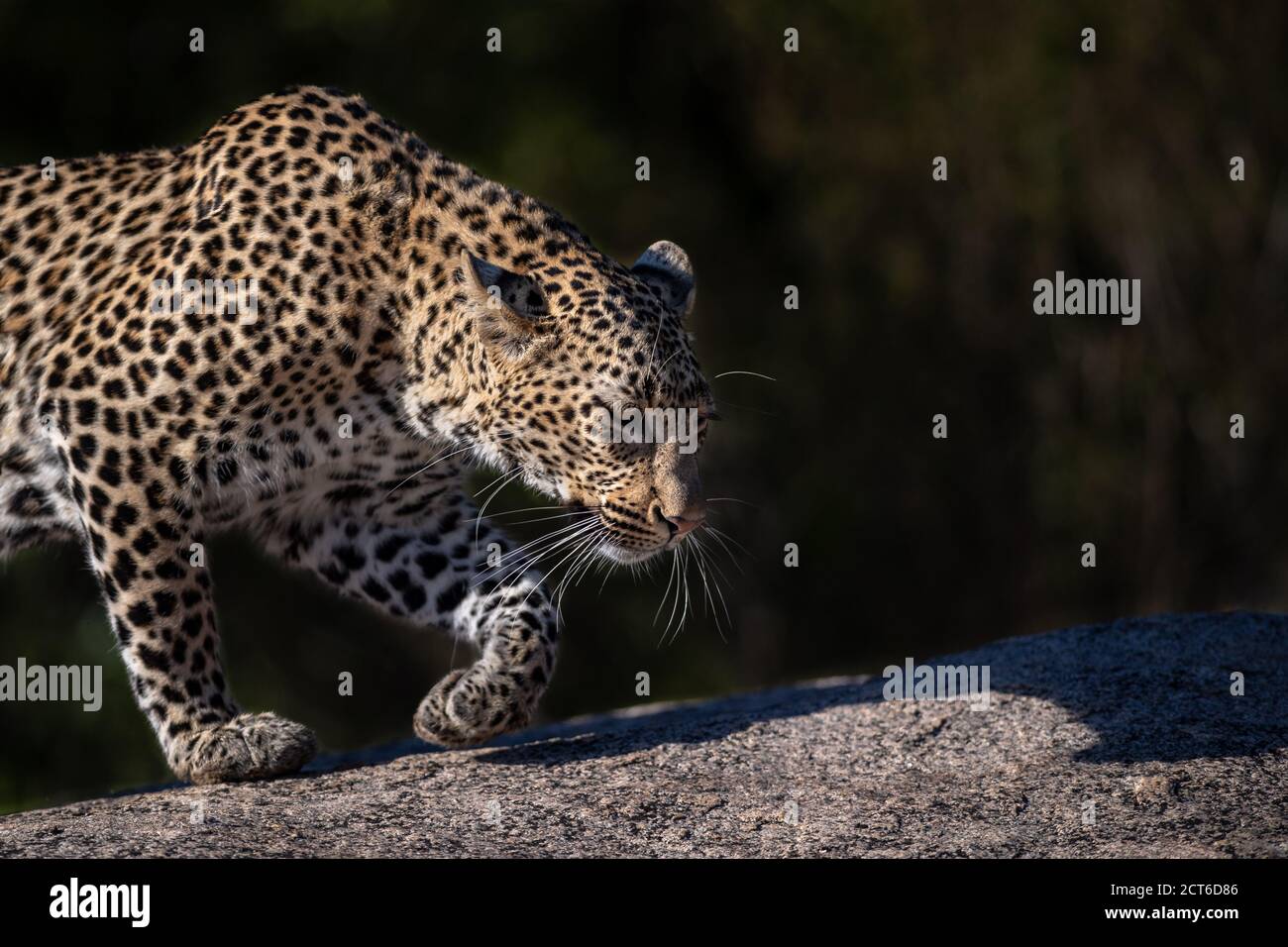 Un leopardo, Panthera pardus, cammina attraverso un masso, profilo laterale, orecchie indietro. Foto Stock