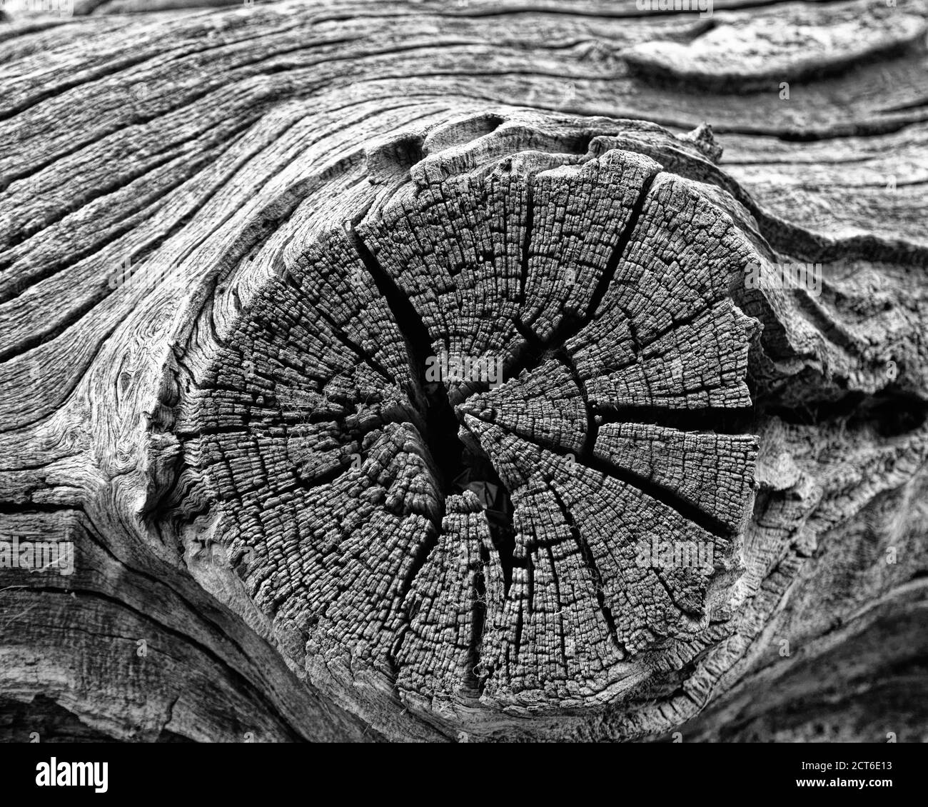 La forma e le linee astratte e le curve dell'albero di taglio trunks in bianco e nero Foto Stock