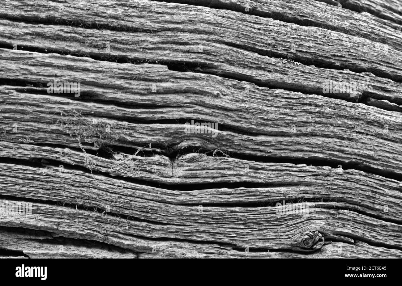 La forma e le linee astratte e le curve dell'albero di taglio trunks in bianco e nero Foto Stock